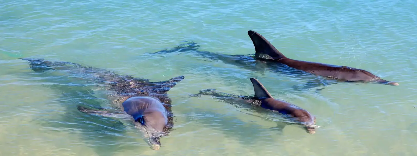 Dauphin à Monkey Mia, Australie