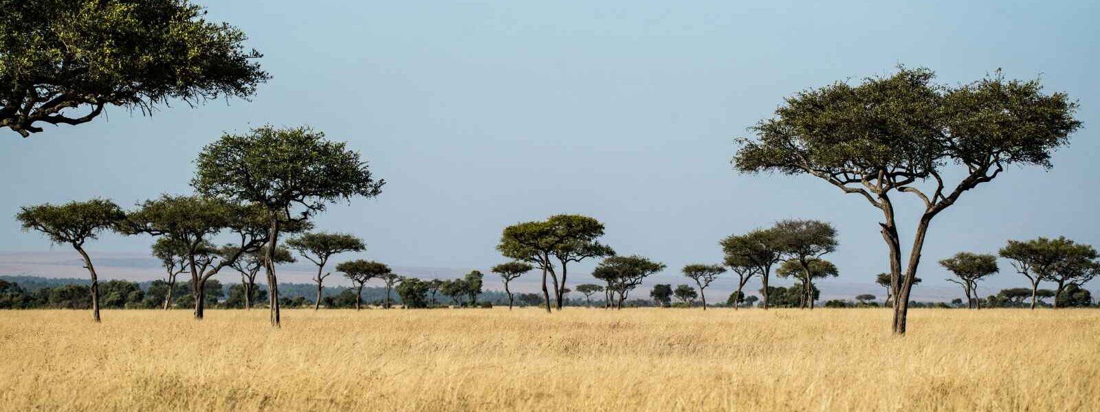 Parc National de Tarangire, Tanzanie
