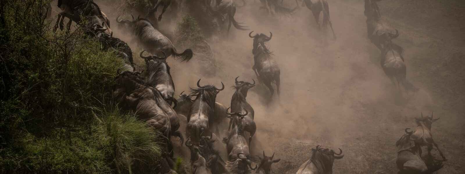 Migration de gnous, Serengeti, Tanzanie