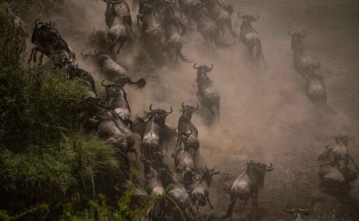 Migration de gnous, Serengeti, Tanzanie