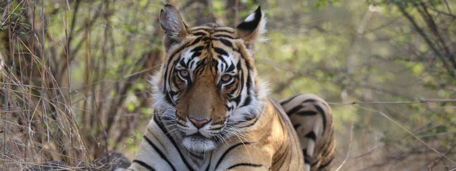 Tigre, Ranthambore, Rajasthan, Inde