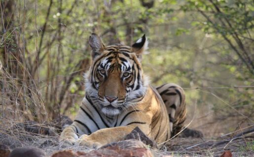 Tigre, Ranthambore, Rajasthan, Inde