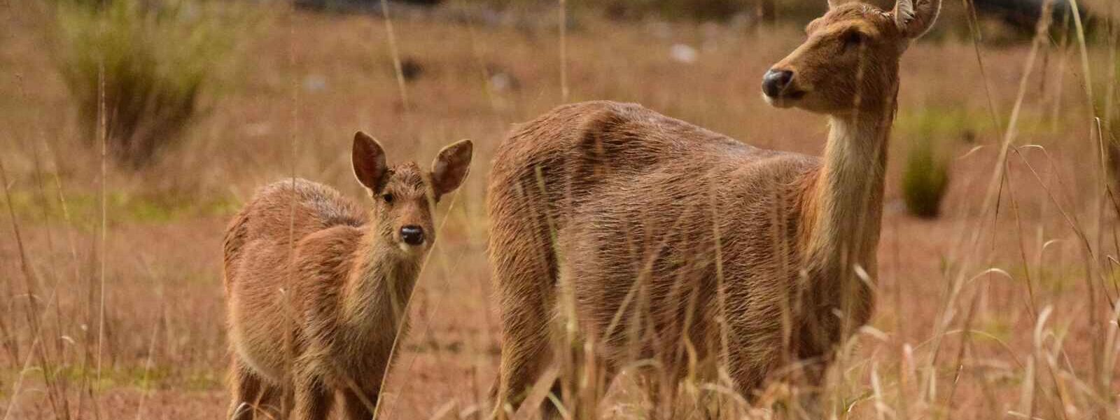 Barasingha, Parc national Kanha, Inde