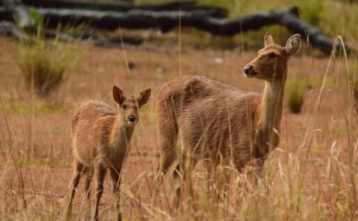 Barasingha, Parc national Kanha, Inde