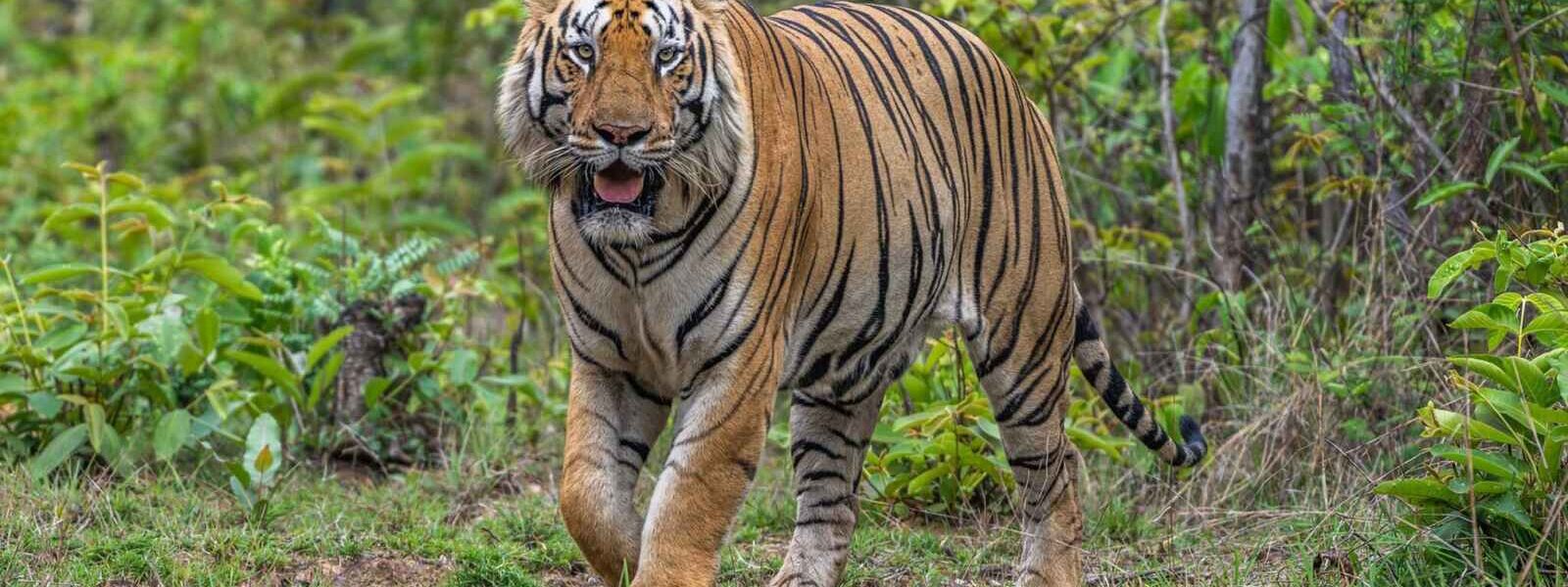 Tigres, Bamboo Forest Conservancy, Gothangaon, Inde