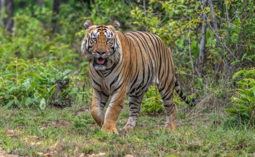 Tigres, Bamboo Forest Conservancy, Gothangaon, Inde